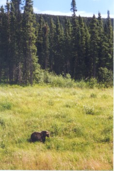 Grizzly Br neben der Strasse