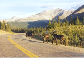Caribou am Alaska Highway