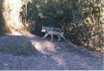 Wolf neben dem Tourbus im Denali Nationalpark